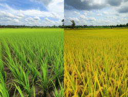 Akibat Program Cetak Sawah Baru terhadap Penciptaan Beras