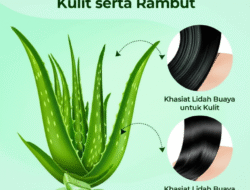 Khasiat Lidah Buaya untuk Kulit serta Rambut