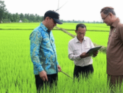 Penilaian Program Cetak Sawah Baru buat Swasembada Pangan